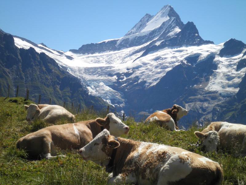 初スイスをハイキングで満喫 ^0^